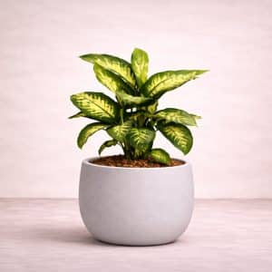 Dieffenbachia Tropic Snow