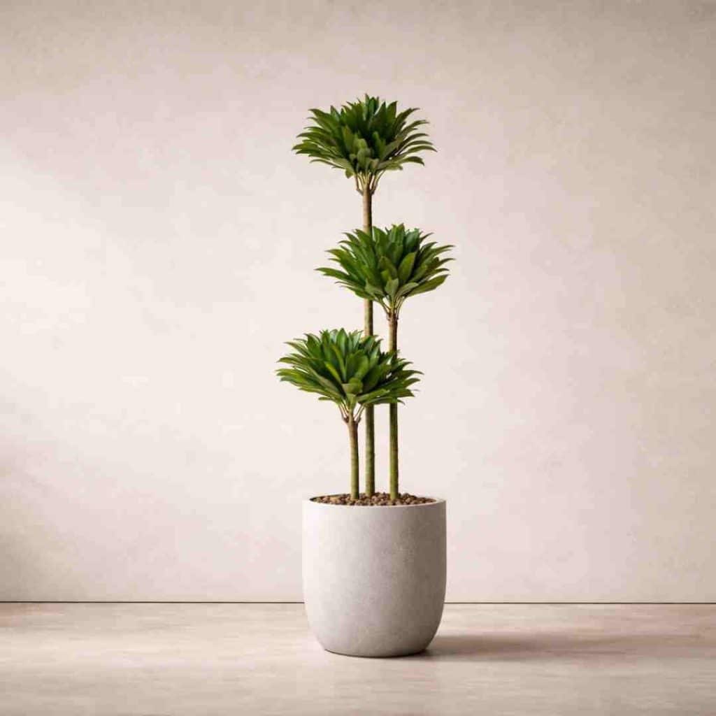 Dracaena Compacta