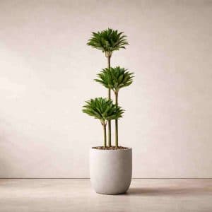 Dracaena Compacta