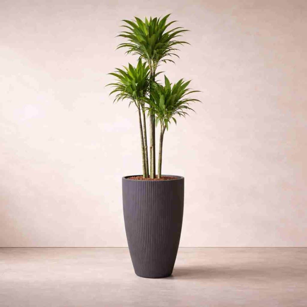 Dracaena Janet Craig