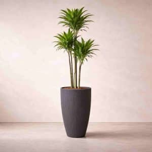 Dracaena Janet Craig