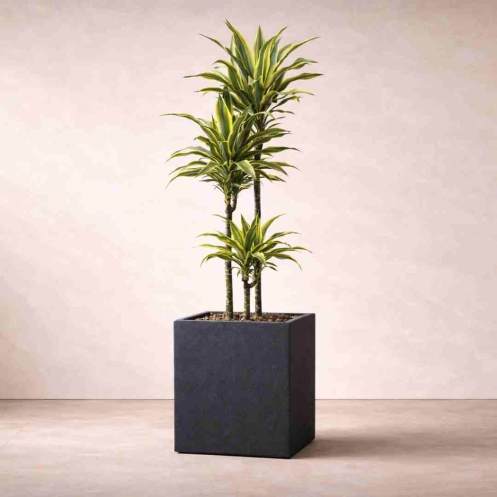 Dracaena Lemon Lime