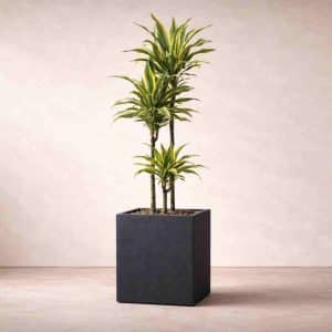Dracaena Lemon Lime