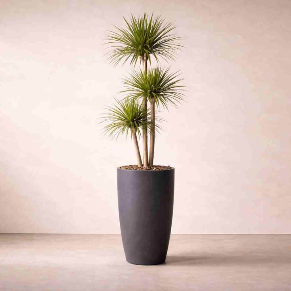 Dracaena Marginata