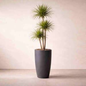 Dracaena Marginata