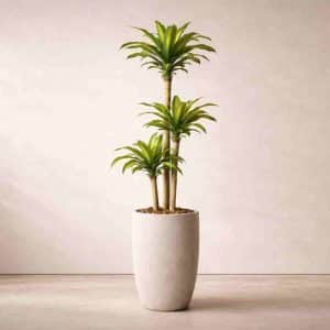 Dracaena Massangeana