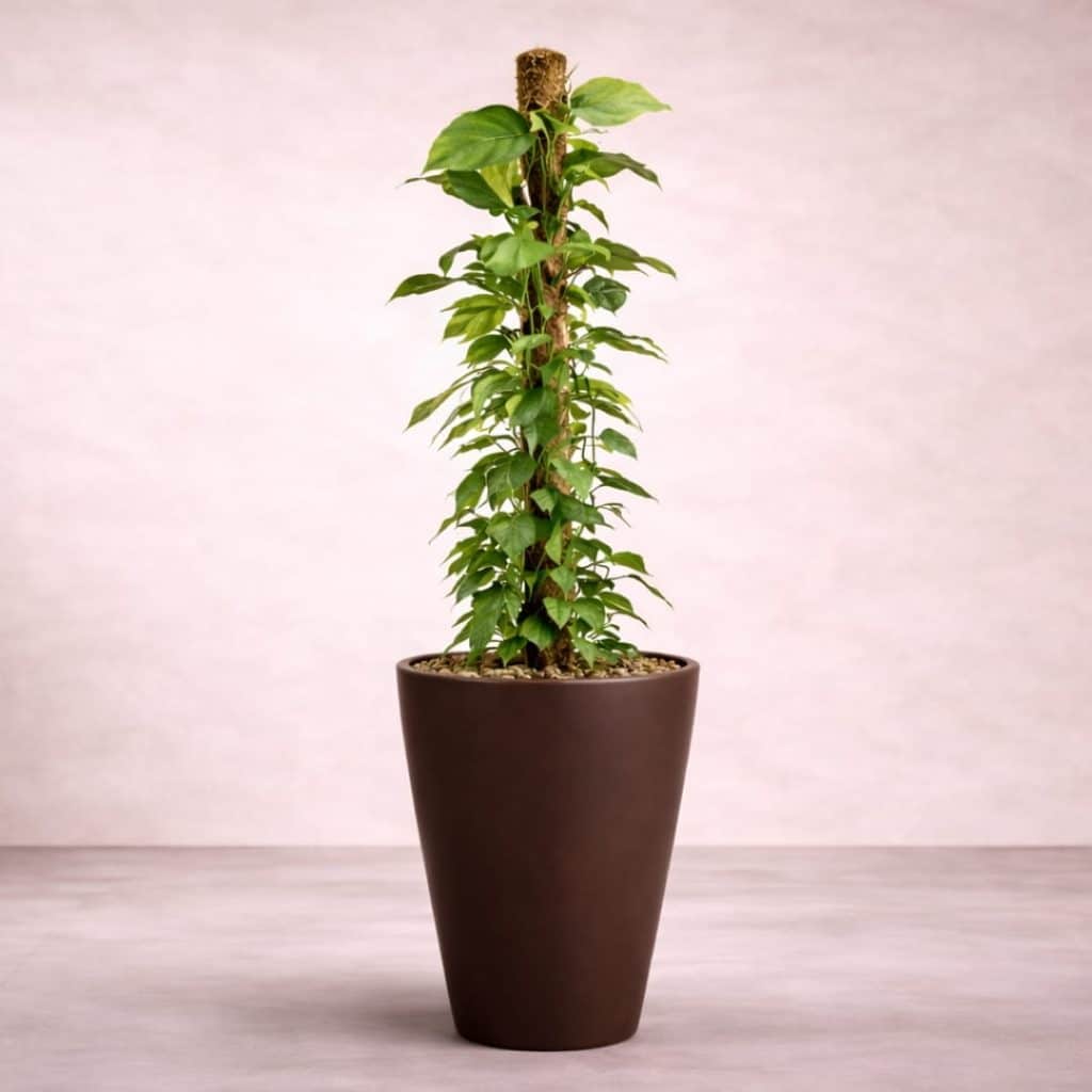 Epipremnum Pinnatum Mosstok