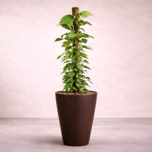 Epipremnum Pinnatum Mosstok