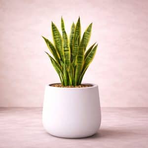 Sansevieria Laurenti