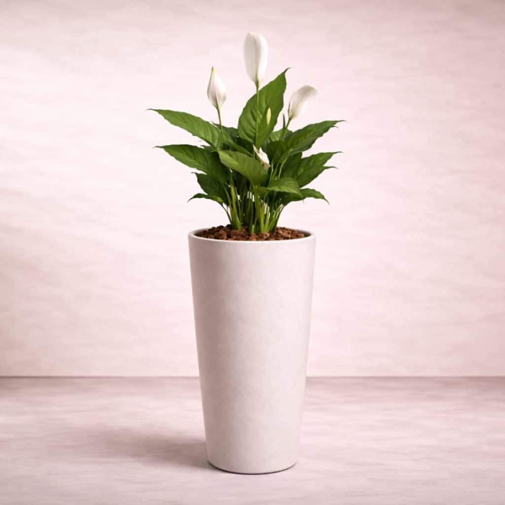 Spathiphyllum Sweet Chico