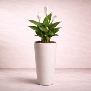 Spathiphyllum Sweet Chico