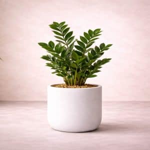Zamioculcas Zamiifolia