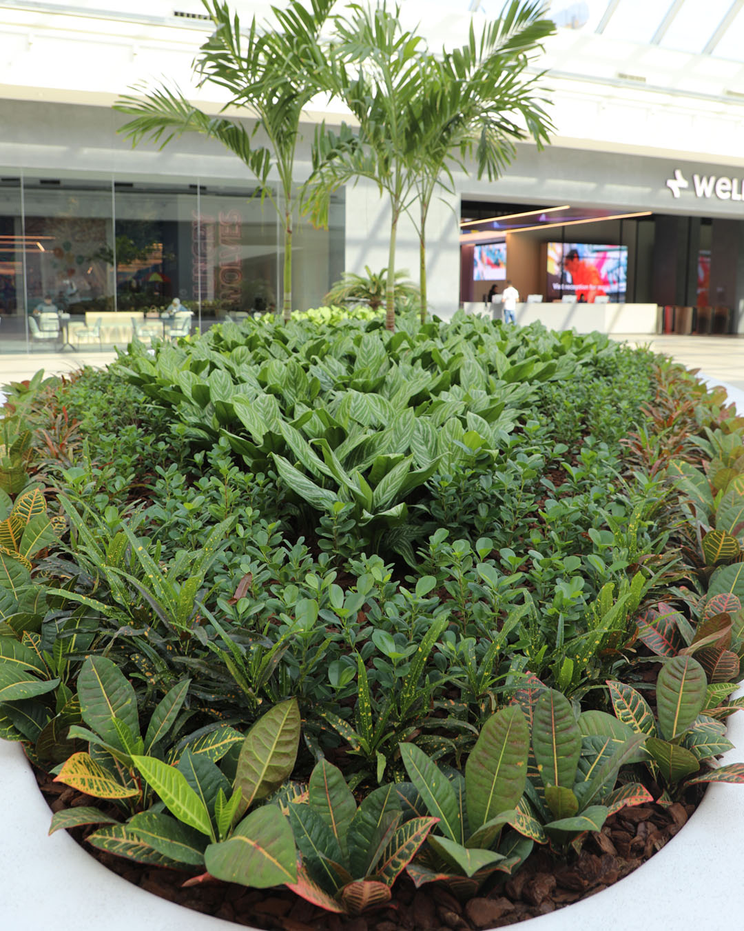 Indoor Plants Catalog 247 plantscape-portfolio-12
