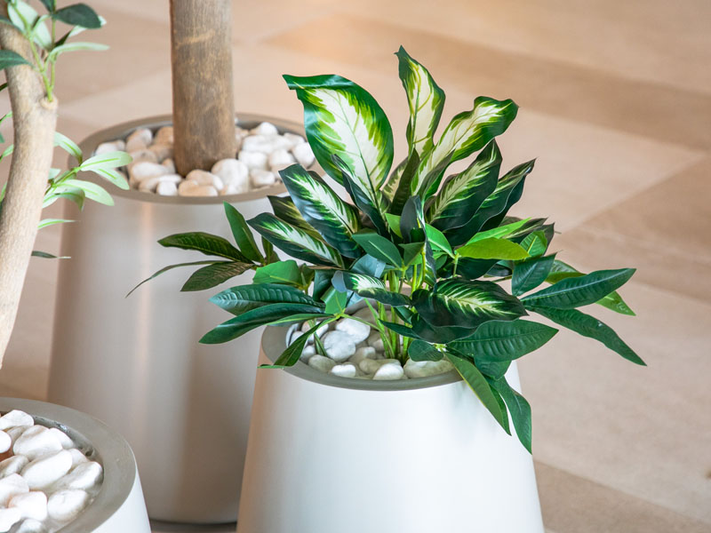 Indoor Plants Catalog 243 plantscape-portfolio-7
