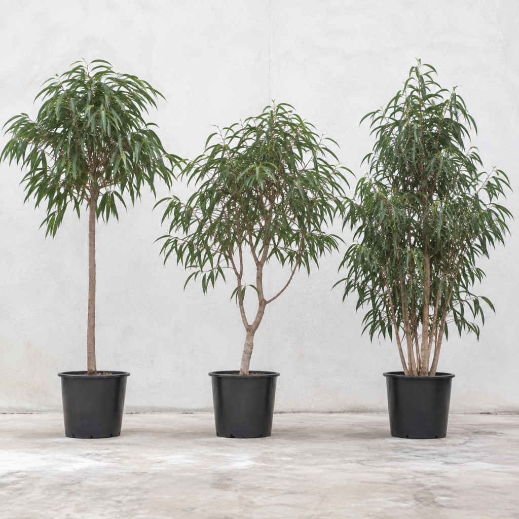 Different indoor plant forms showing variations in stem structure, density and maturity for specification approval
