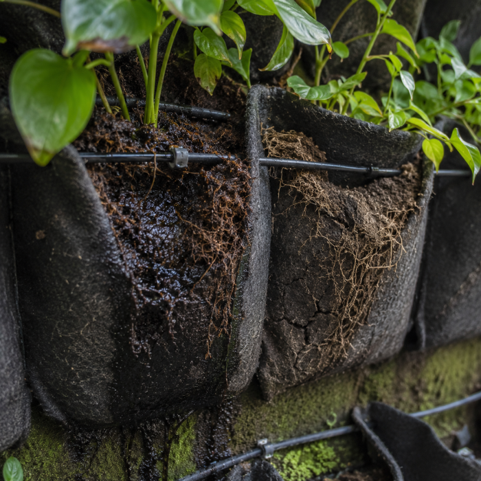 Close-up of a green wall felt-pocket system showing plant roots, substrate, and a drip irrigation tube